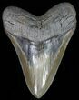 Huge, Megalodon Tooth - Serrated Blade #64772-1
